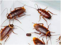 Fake cockroach in the fridge