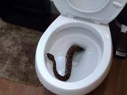 Fake snake in the toilet