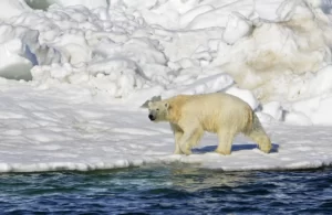 polar bear attack