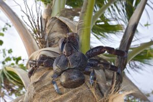 coconut crab
