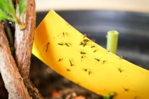 how to get rid of gnats