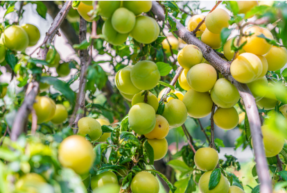Notable Plum Tree Varieties Every Gardener Should Know