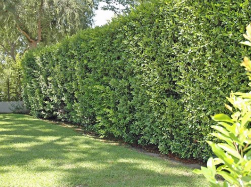 Designing Peaceful Outdoor Spaces Around a Cherry Tree